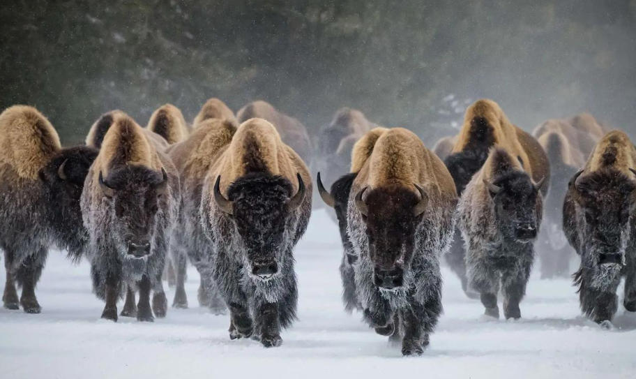 留坝县桑园坝瑞丰源猪苓企业公司轮播图3